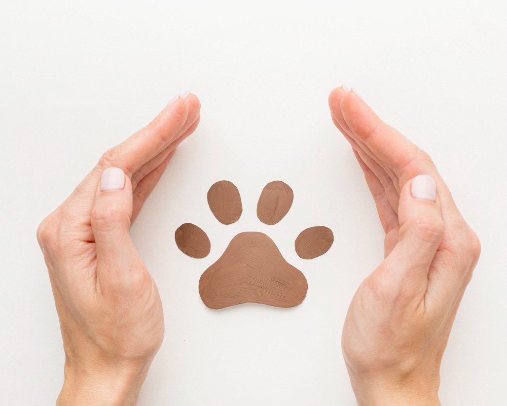 Animal Rescue Shelter